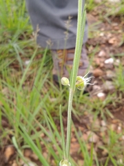 Aspidoglossum biflorum