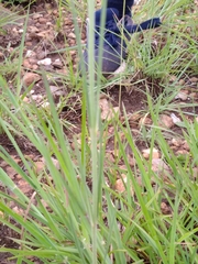 Aspidoglossum biflorum