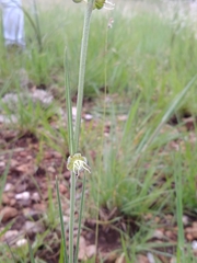 Aspidoglossum biflorum