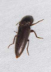 Diplostethus texanus
