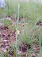 Aspidoglossum biflorum