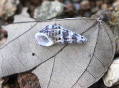 Batillaria zonalis