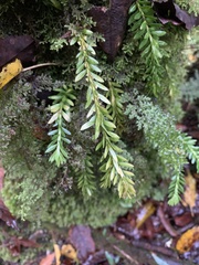 Phlegmariurus fordii