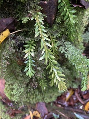 Phlegmariurus fordii