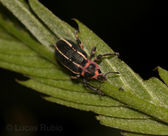 Eudiagogus episcopalis