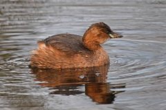 Tachybaptus ruficollis