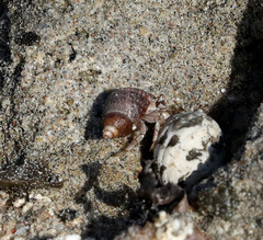 Coenobita scaevola