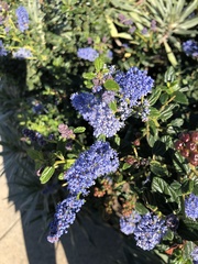 Ceanothus foliosus