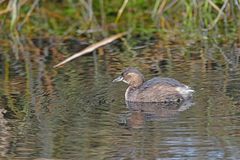 Tachybaptus ruficollis