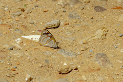Dynamine tithia tithia