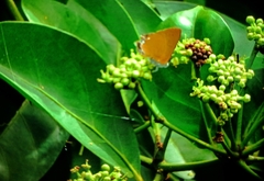 Pseudotajuria donatana