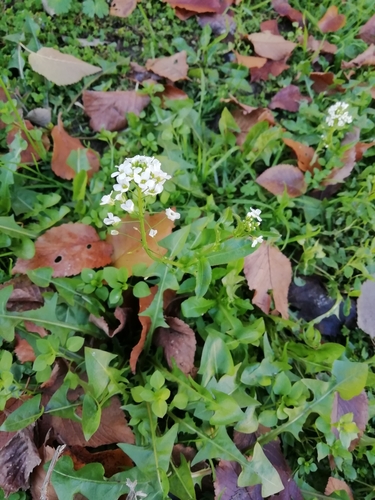 Capsella grandiflora iNat (1)