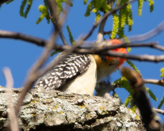 Melanerpes carolinus