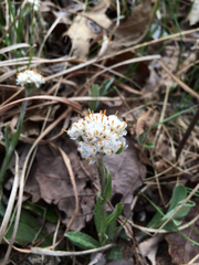 Antennaria plantaginifolia