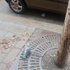 Columba livia domestica