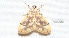 Tylostega pectinata