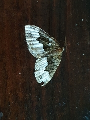 Epirrhoini