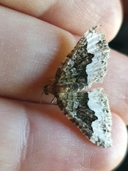 Epirrhoini