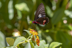 Parides anchises nephalion
