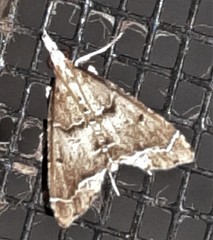 Diplopseustis perieresalis