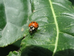 Harmonia axyridis