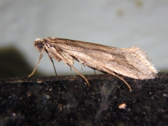 Deuterotinea casanella