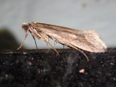 Deuterotinea casanella