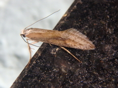 Deuterotinea casanella