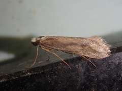 Deuterotinea casanella