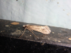 Deuterotinea casanella