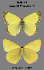 Colias skinneri