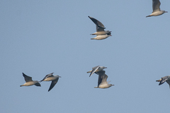 Chroicocephalus ridibundus