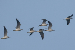 Chroicocephalus ridibundus