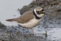 Charadrius dubius