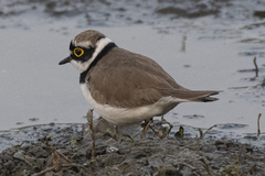 Charadrius dubius