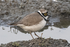 Charadrius dubius
