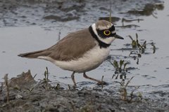 Charadrius dubius