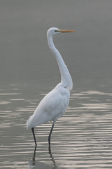 Ardea alba