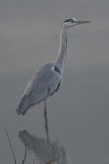 Ardea cinerea