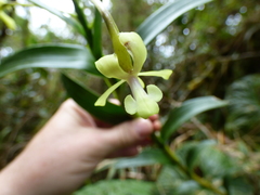 Epidendrum scytocladium