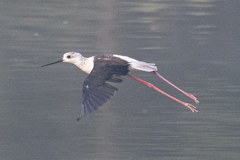 Himantopus himantopus