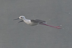 Himantopus himantopus