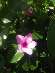 Cryptostegia