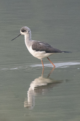 Himantopus himantopus