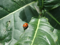 Harmonia axyridis