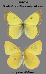 Colias skinneri