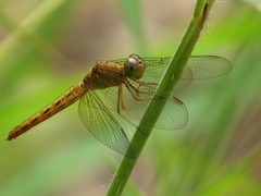 Neurothemis fluctuans