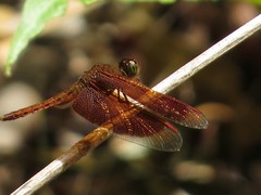 Neurothemis fluctuans