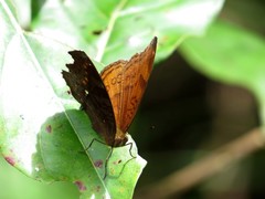 Junonia hedonia