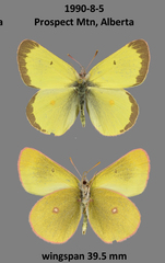 Colias skinneri